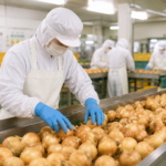 『カット野菜製造スタッフ』砂川市  "北海道の食を支える食品工場で働こう" 時給1,250円～　　　　　　　　　Fresh Vegetable Processing Staff Wanted in Hokkaido!