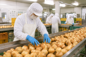 『カット野菜製造スタッフ』砂川市 "北海道の食を支える食品工場で働こう" 時給1,250円~ Fresh Vegetable Processing Staff Wanted in Hokkaido!
